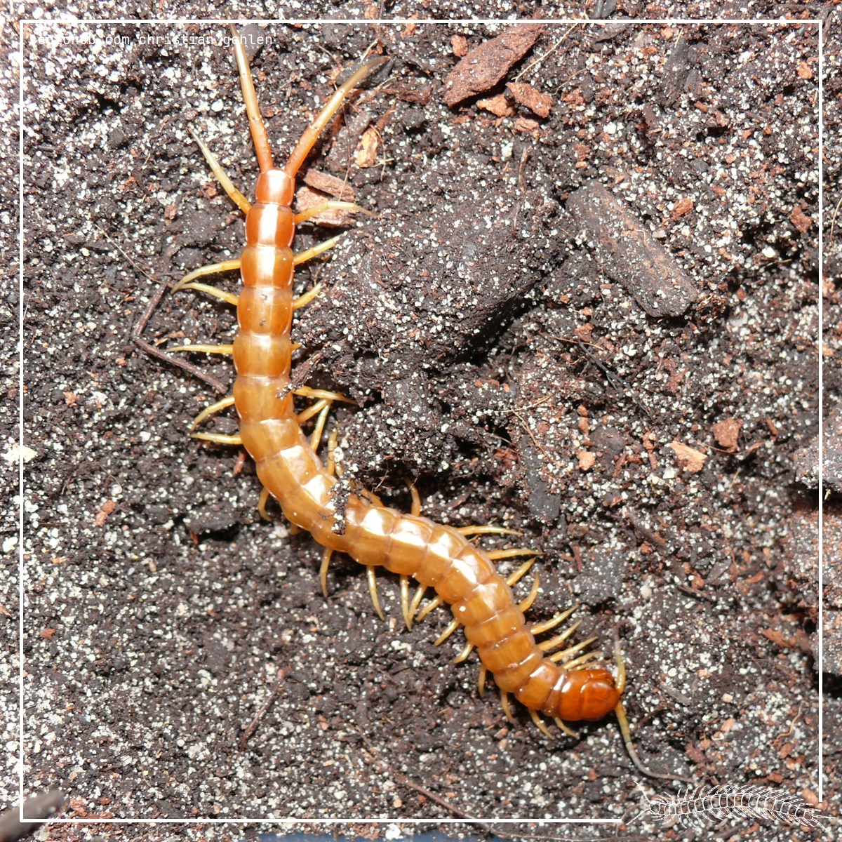 Scolopendra alternans “Florida Keys”
