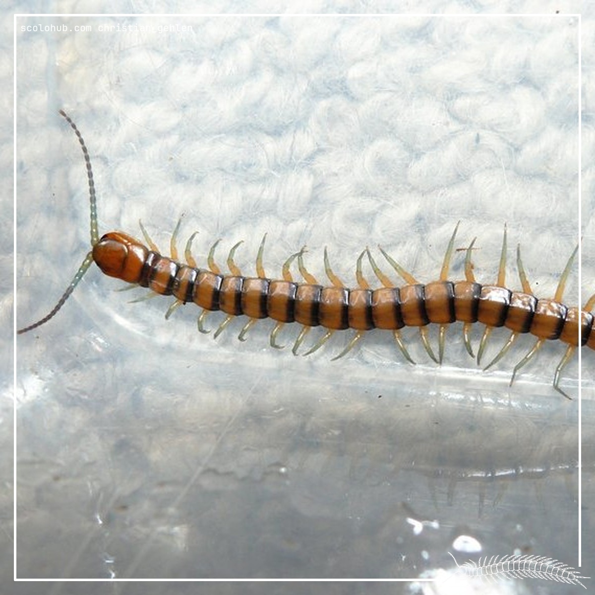 Scolopendra alternans