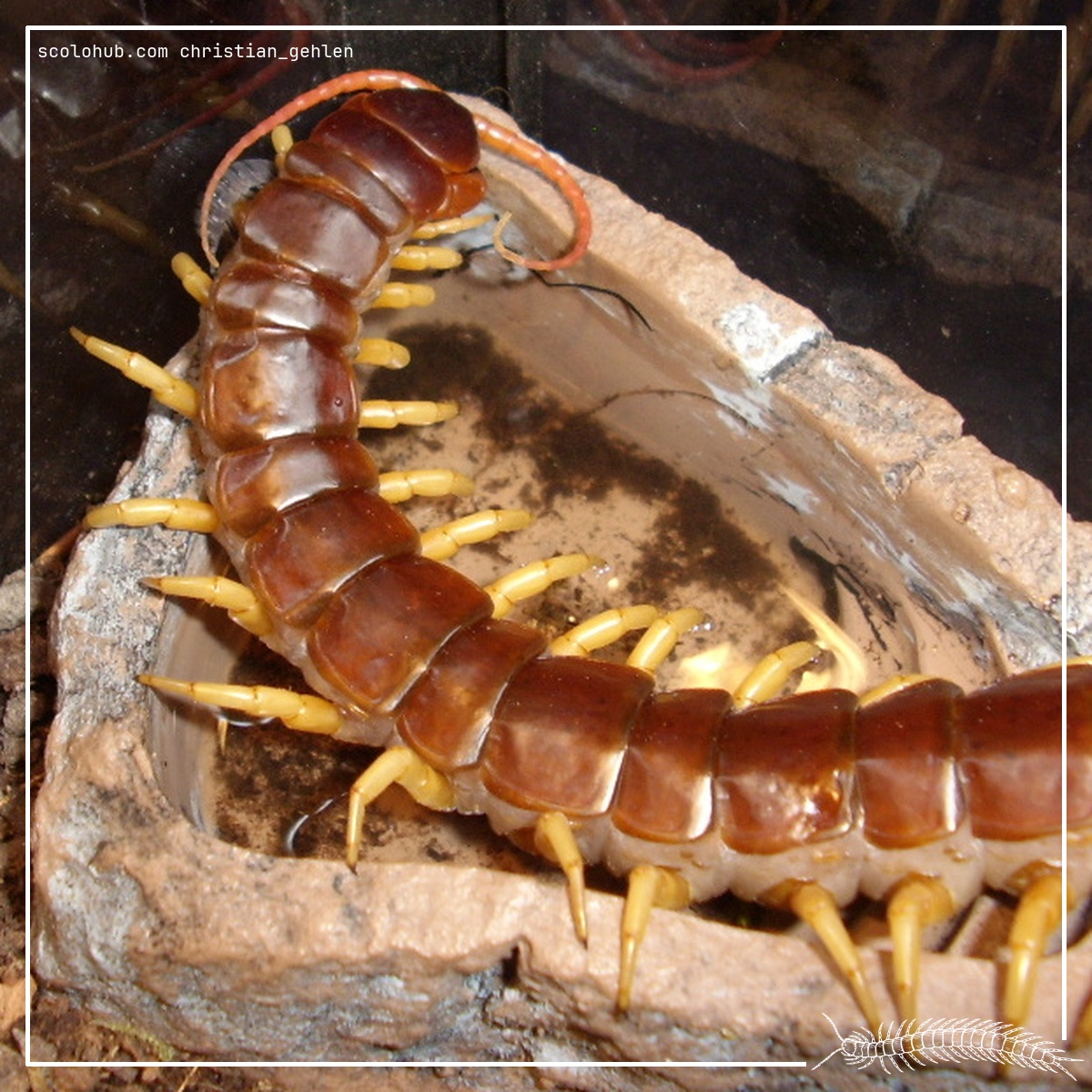 Scolopendra dehaani “Yellow Leg”