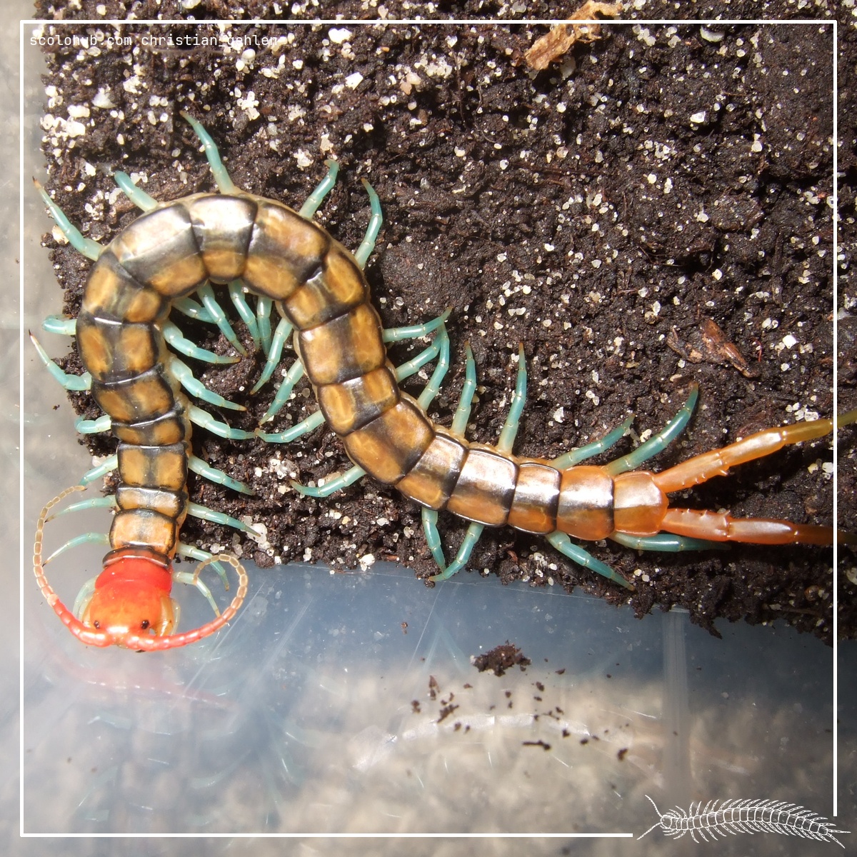 Scolopendra mirabilis