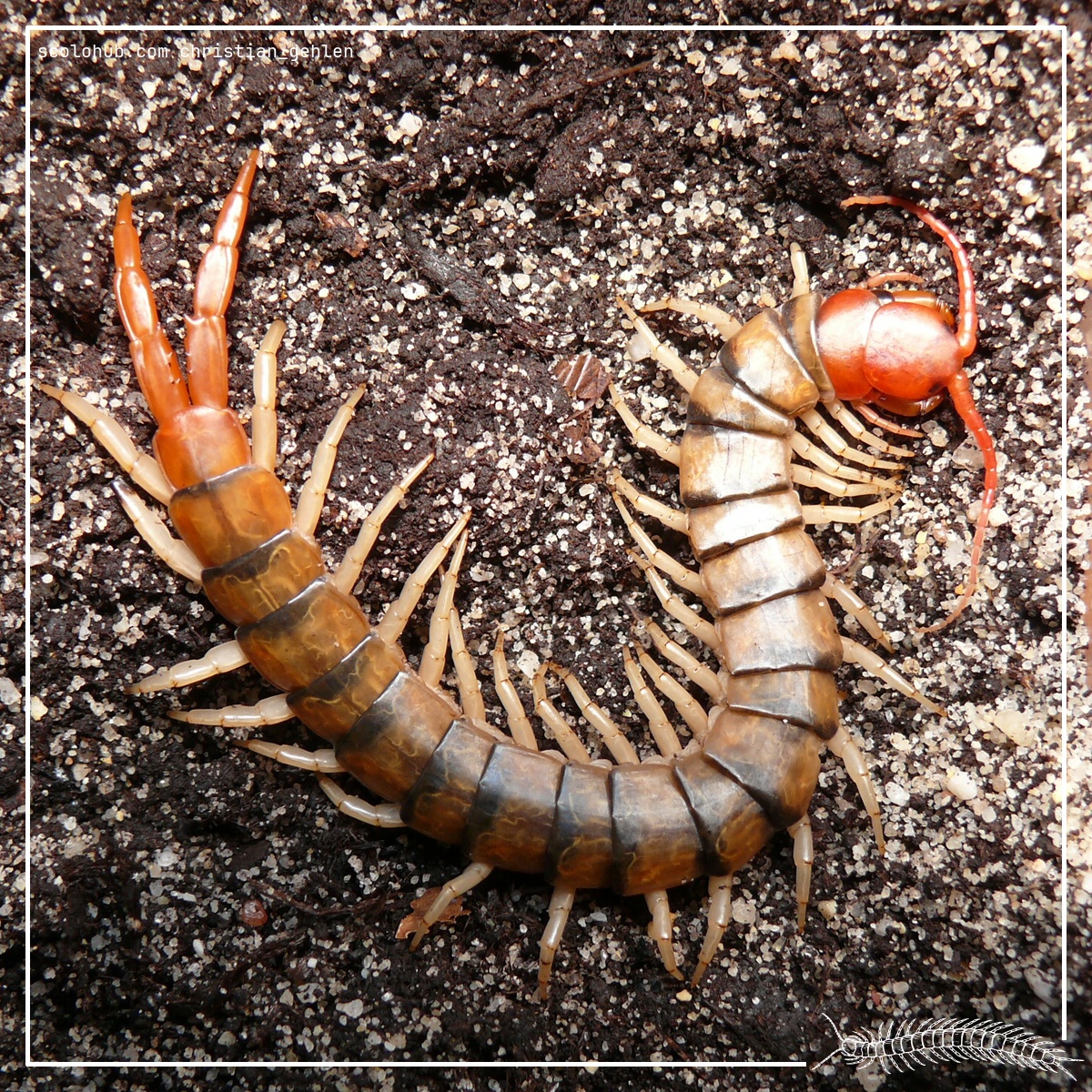 Scolopendra morsitans