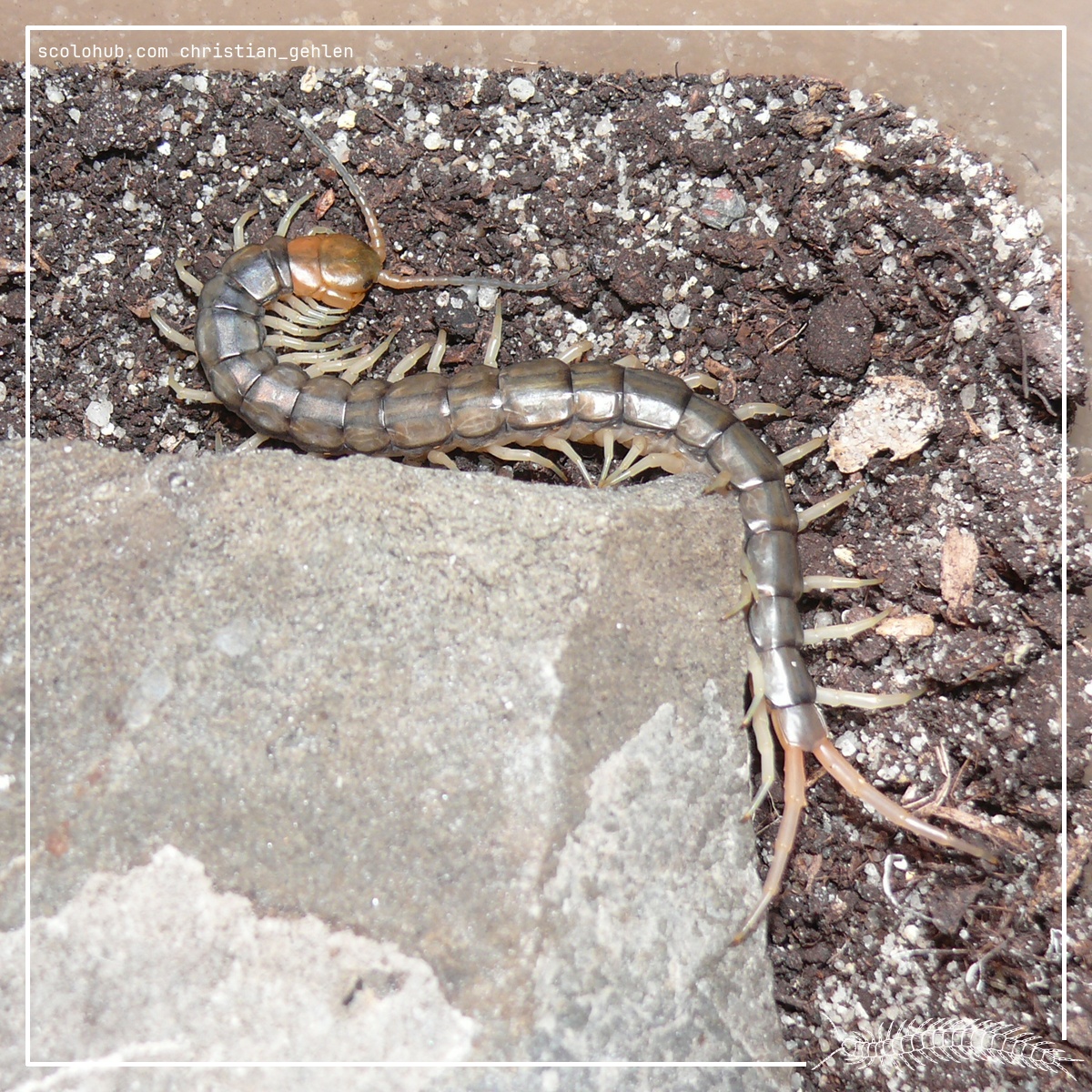 Scolopendra mutilans