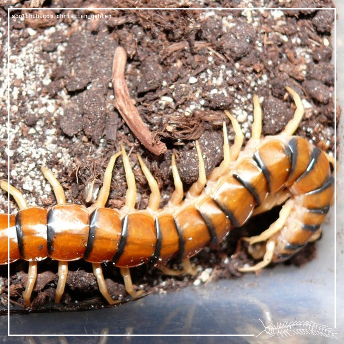 Scolopendra polymorpha